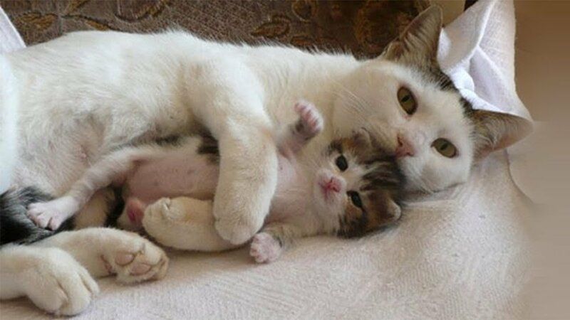 Common Myths About Mama Cats